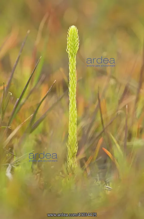 : Marsh Clubmoss with fertile fronds on wet peat Studland : Marsh Clubmoss with fertile fronds on wet peat Studland