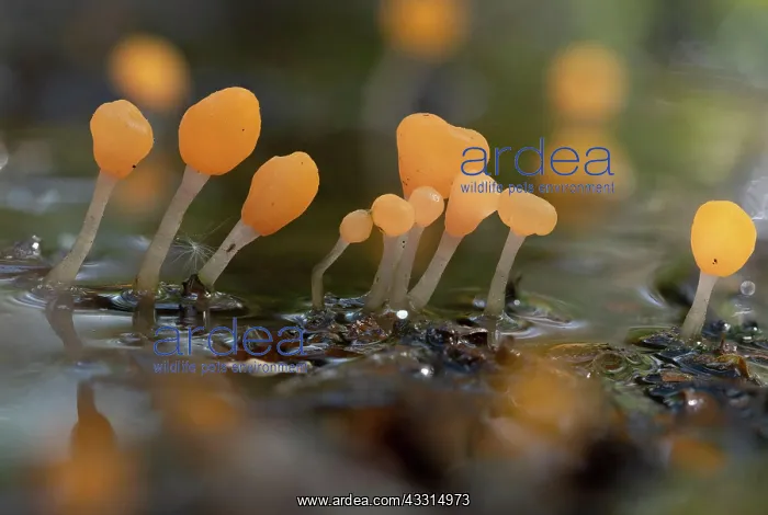 : Marsh crested mushroom (Mitrula paludosa), several : Marsh crested mushroom (Mitrula paludosa), several