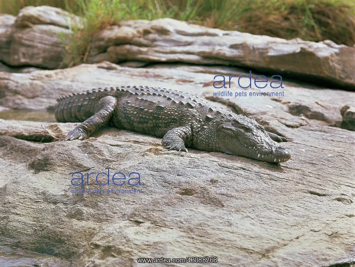  : Marsh Crocodile