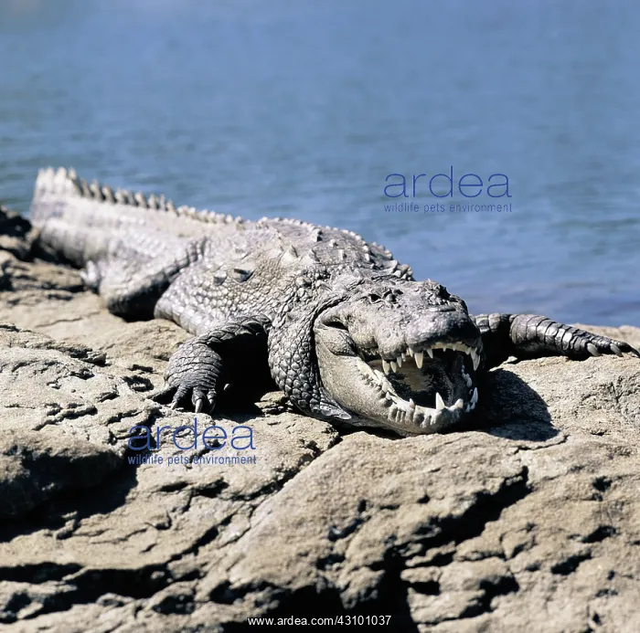 : Marsh Crocodile : Marsh Crocodile