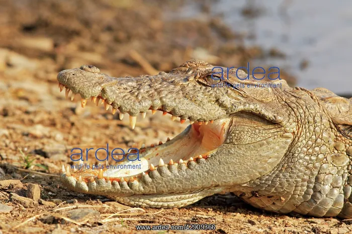 : Marsh Crocodile basking under the sun : Marsh Crocodile basking under the sun
