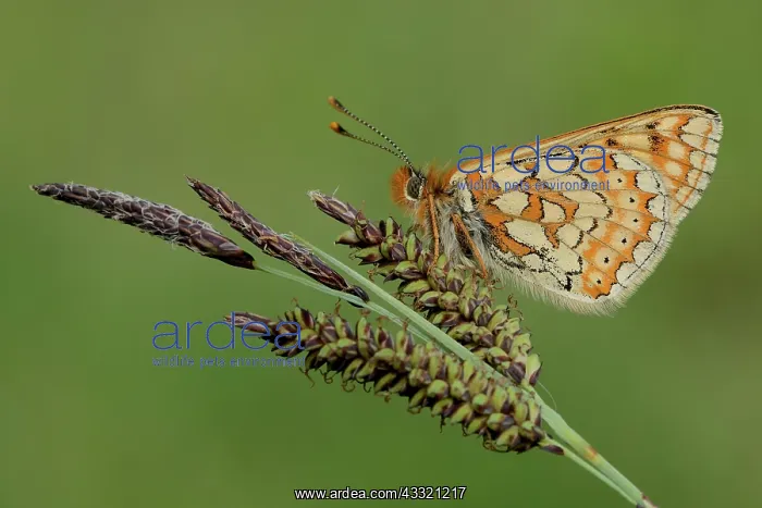 : Marsh Fritillary : Marsh Fritillary