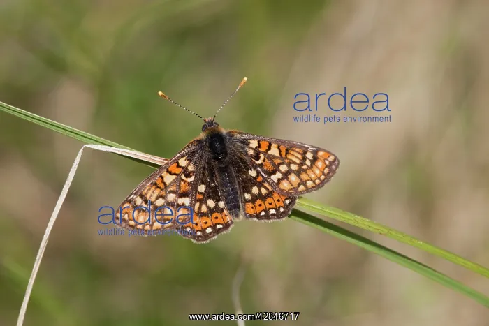  : Marsh Fritillary Butterfly