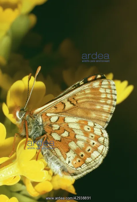 : Marsh Fritillary Butterfly : Marsh Fritillary Butterfly