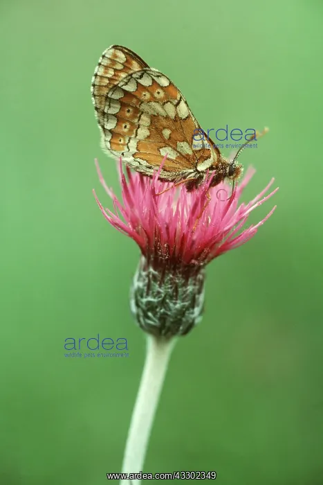 : Marsh Fritillary Butterfly : Marsh Fritillary Butterfly