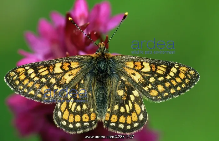 : Marsh FRITILLARY Butterfly - On early Marsh orchid : Marsh FRITILLARY Butterfly - On early Marsh orchid