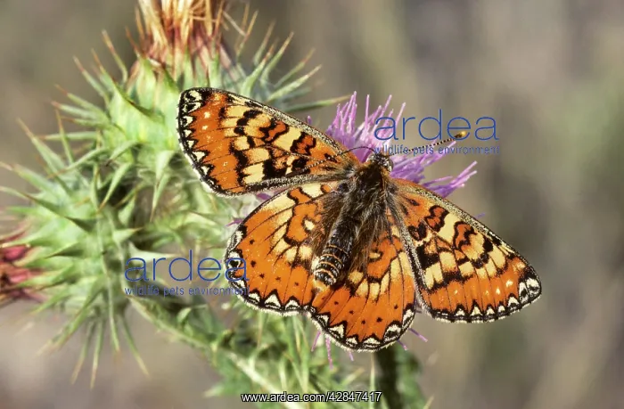 : Marsh Fritillary Butterfly - Spain : Marsh Fritillary Butterfly - Spain