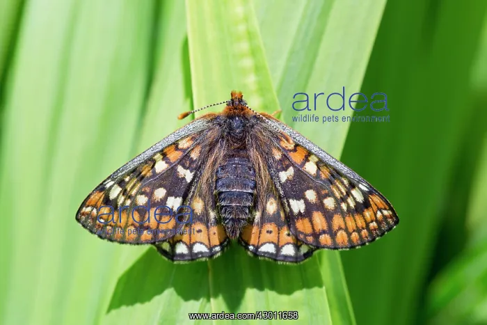  : Marsh Fritillary Butterfly - UK