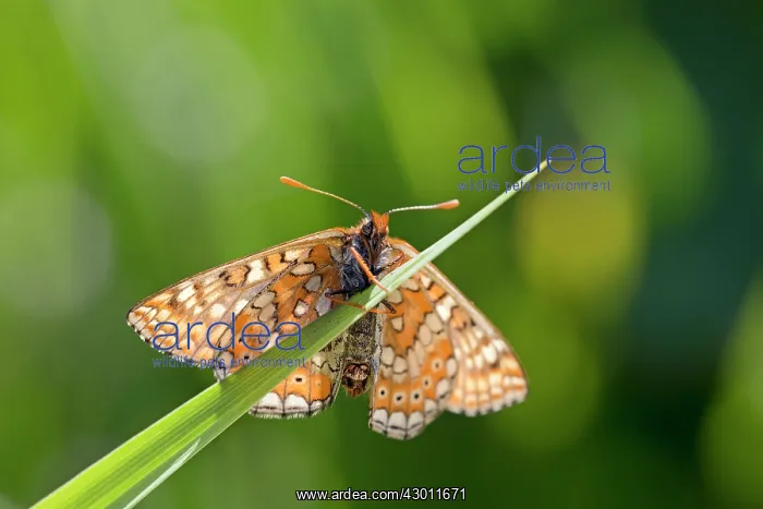  : Marsh Fritillary Butterfly - UK