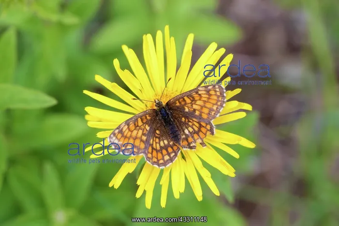 : Marsh Fritillary - butterfly on yellow flower - Germany : Marsh Fritillary - butterfly on yellow flower - Germany