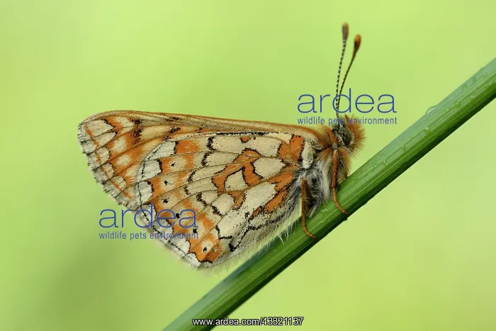  : Marsh Fritillary (Euphydryas aurinia)