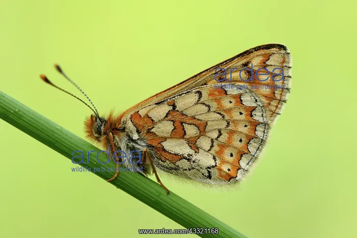 : Marsh Fritillary (Euphydryas aurinia) : Marsh Fritillary (Euphydryas aurinia)