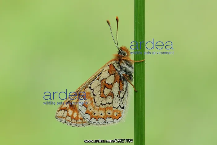 : Marsh Fritillary (Euphydryas aurinia) : Marsh Fritillary (Euphydryas aurinia)