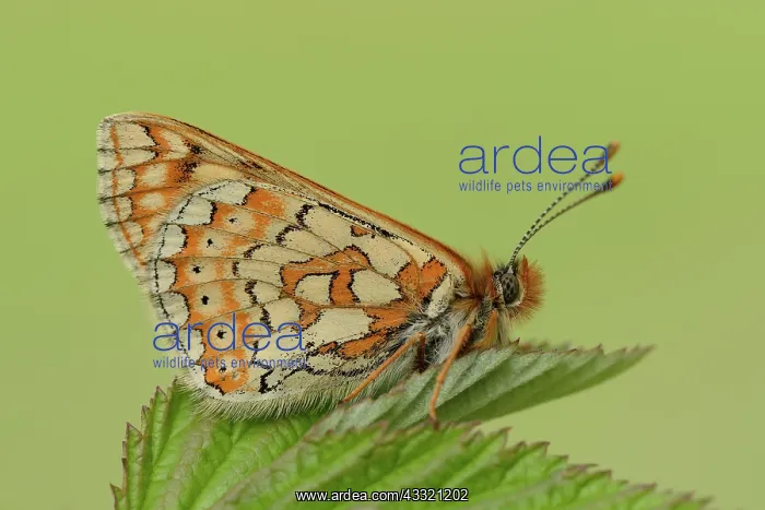 : Marsh Fritillary (Euphydryas aurinia) : Marsh Fritillary (Euphydryas aurinia)