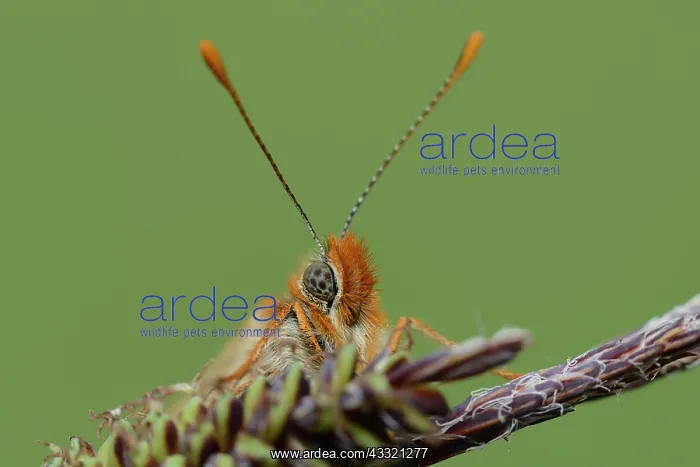 : Marsh Fritillary (Euphydryas aurinia) : Marsh Fritillary (Euphydryas aurinia)