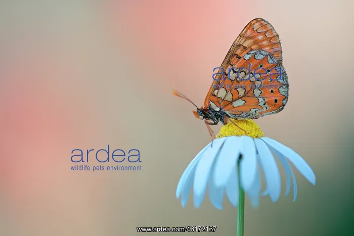  : Daisy. Marsh Fritillary (Euphydryas aurinia) resting on Daisy 