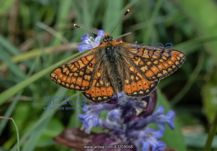 : Marsh Fritillary, Eurodryas aurinia, in damp gra : Marsh Fritillary, Eurodryas aurinia, in damp gra