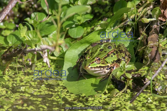 : Marsh Frog : Marsh Frog