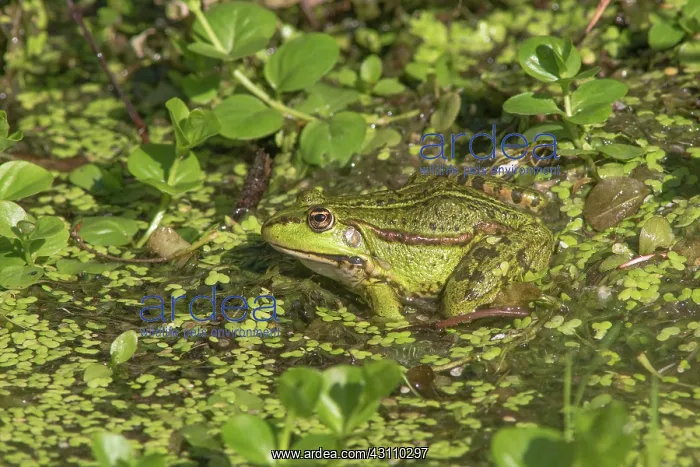 : Marsh Frog : Marsh Frog