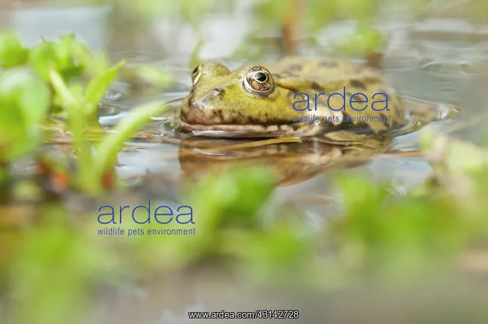 : Marsh Frog : Marsh Frog