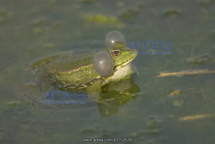 : Marsh Frog : Marsh Frog