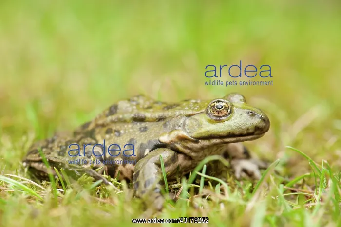 : Marsh Frog : Marsh Frog