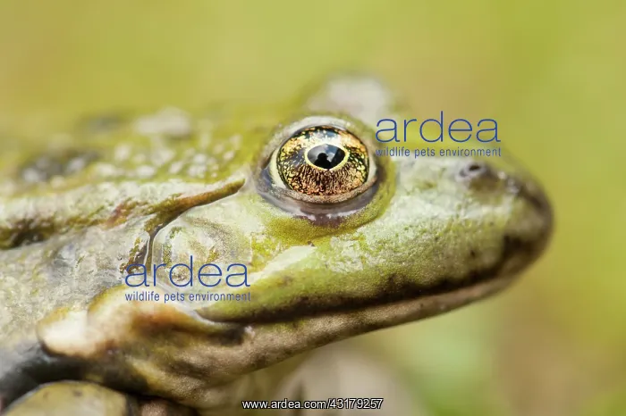 : Marsh Frog : Marsh Frog