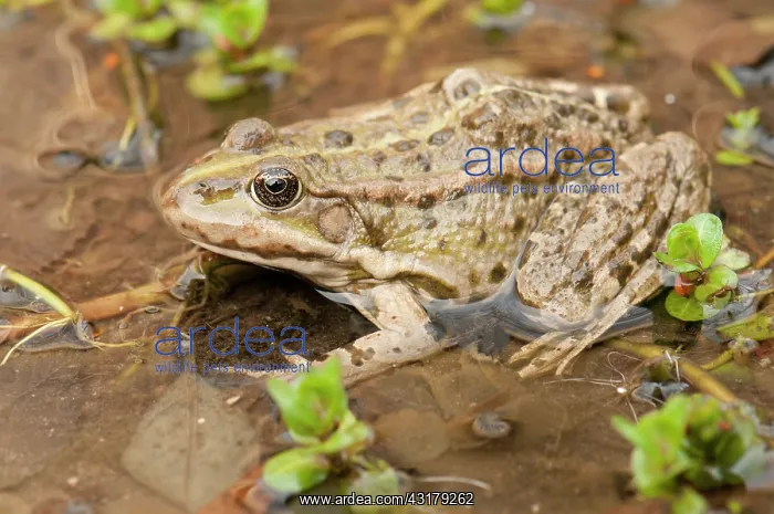 : Marsh Frog : Marsh Frog