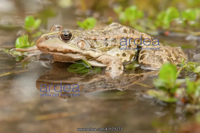 : Marsh Frog : Marsh Frog