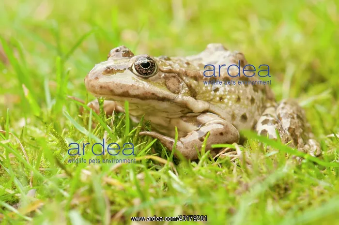 : Marsh Frog : Marsh Frog