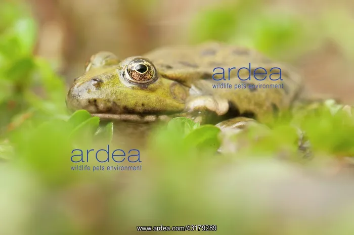: Marsh Frog : Marsh Frog
