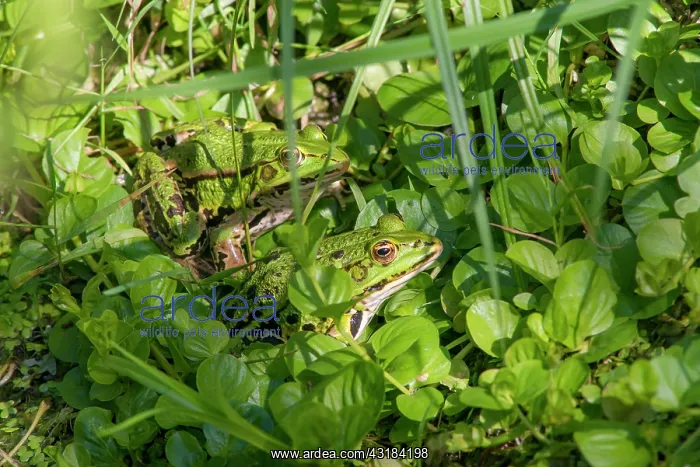 : Marsh Frog : Marsh Frog