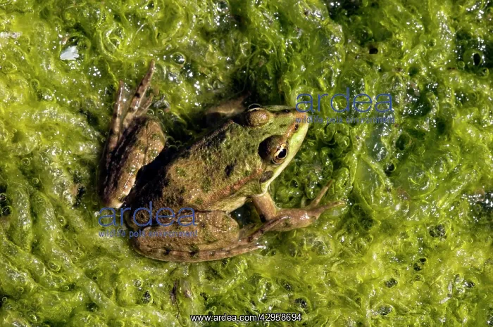  : Marsh Frog - basks in the sun