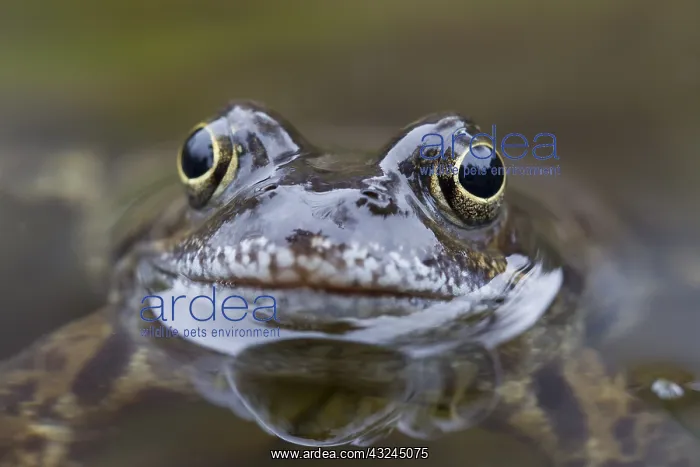 : Marsh Frog, Common Frog - adult frog in water - Sweden : Marsh Frog, Common Frog - adult frog in water - Sweden