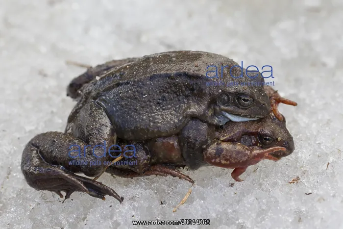 : Marsh Frog, Common Frog - pair on its breeding : Marsh Frog, Common Frog - pair on its breeding