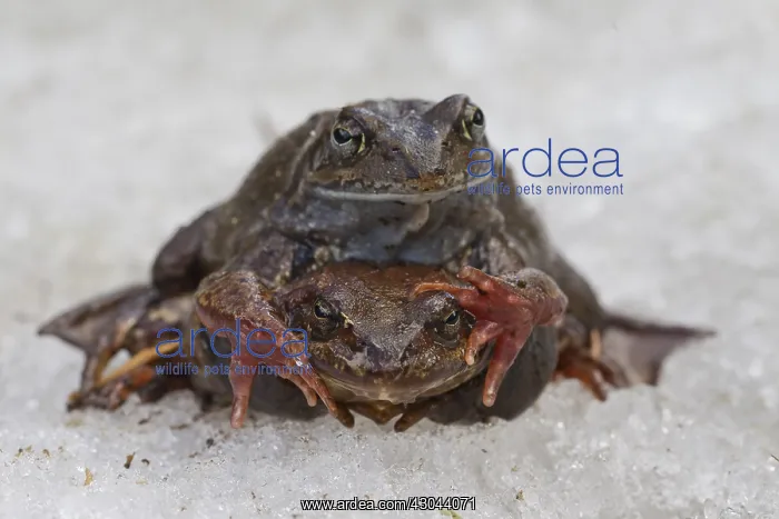 : Marsh Frog, Common Frog - pair on its breeding : Marsh Frog, Common Frog - pair on its breeding