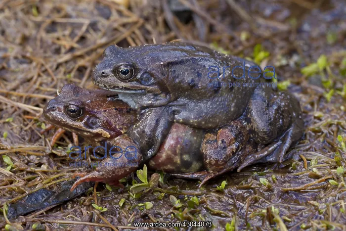 : Marsh Frog, Common Frog - pair on its breeding : Marsh Frog, Common Frog - pair on its breeding