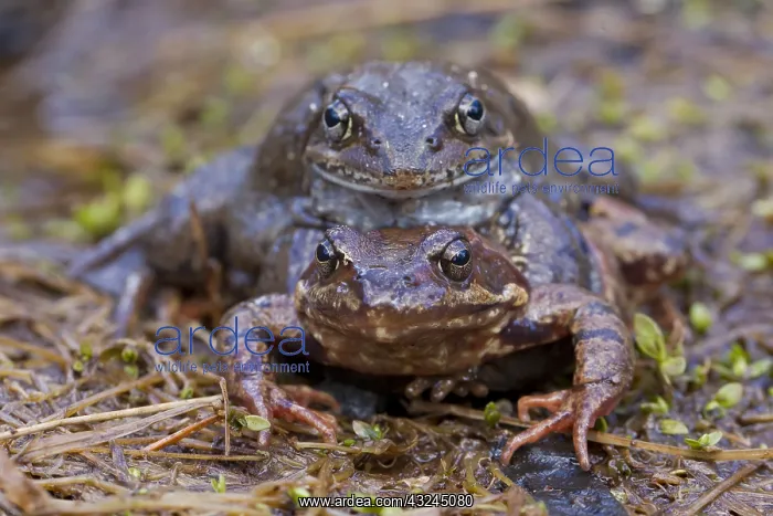 : Marsh Frog, Common Frog - pair on its breeding : Marsh Frog, Common Frog - pair on its breeding