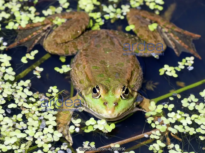: Marsh Frog - Europe : Marsh Frog - Europe