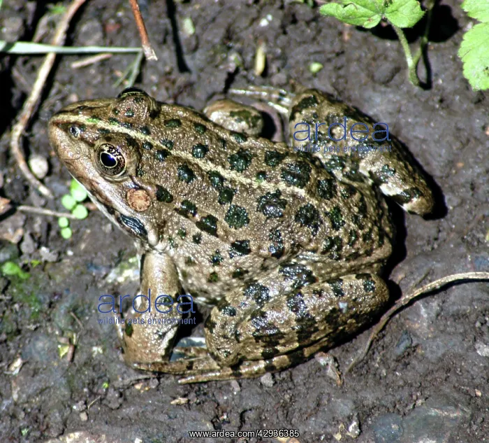 : Marsh frog, Europe - introduced to England : Marsh frog, Europe - introduced to England