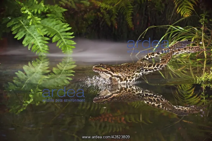 : Marsh Frog - jumping into misty pond : Marsh Frog - jumping into misty pond
