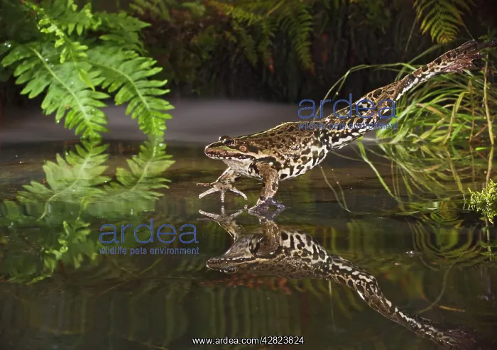 : Marsh Frog - jumping into misty pond : Marsh Frog - jumping into misty pond