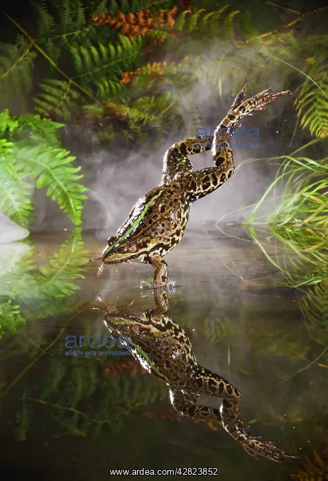 : Marsh Frog - jumping into misty pond : Marsh Frog - jumping into misty pond