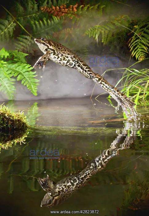 : Marsh Frog - jumping from misty pond : Marsh Frog - jumping from misty pond