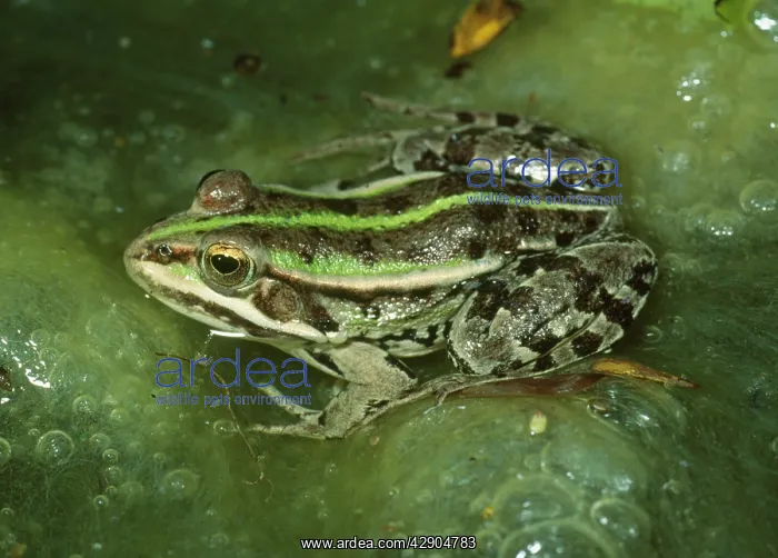  : Marsh FROG - In lake