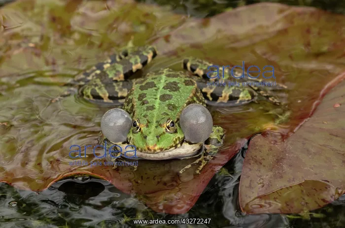 : Marsh frog, Pelophylax ridibundus, calling in breeding : Marsh frog, Pelophylax ridibundus, calling in breeding