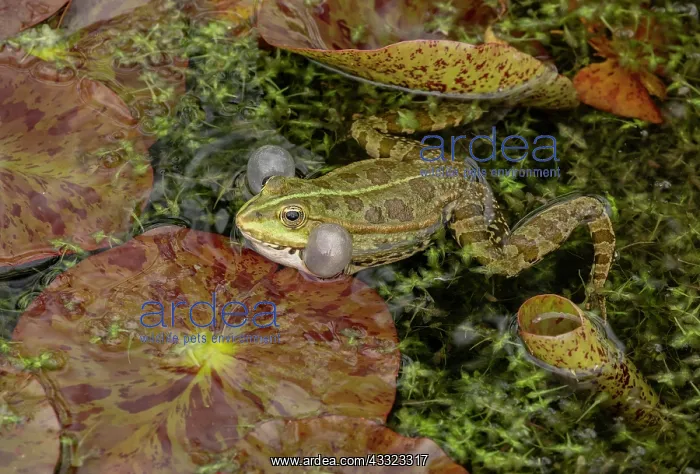 : Marsh frog, Pelophylax ridibundus, calling in breeding : Marsh frog, Pelophylax ridibundus, calling in breeding