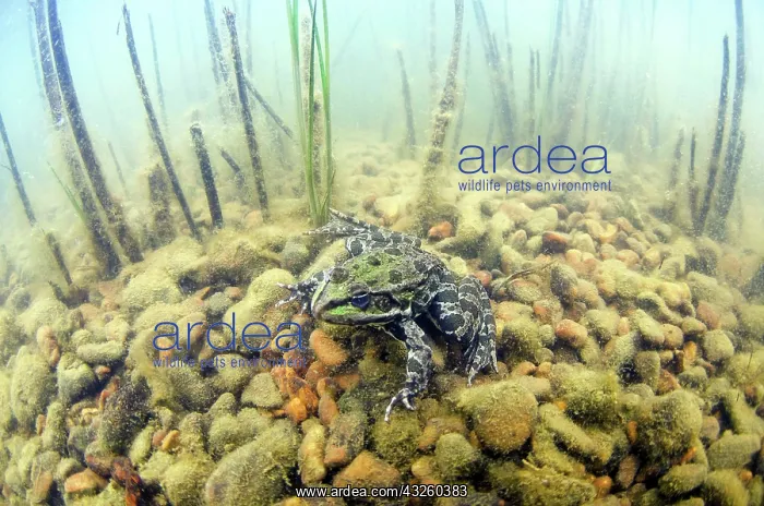 : Marsh Frog (Pelophylax ridibundus) adult, siting : Marsh Frog (Pelophylax ridibundus) adult, siting