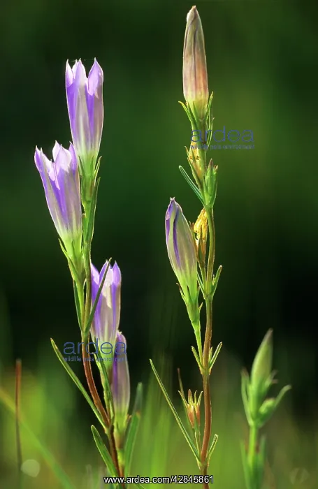 : Marsh Gentian : Marsh Gentian
