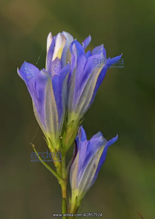  : Marsh Gentian